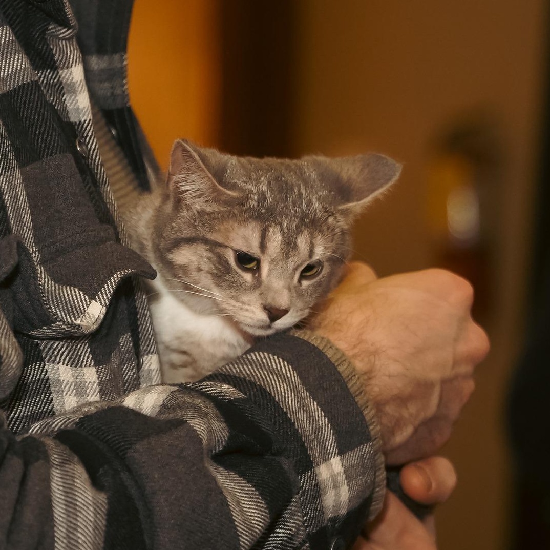 Pegasus, adopted, Kitten Female Domestic Short Hair.