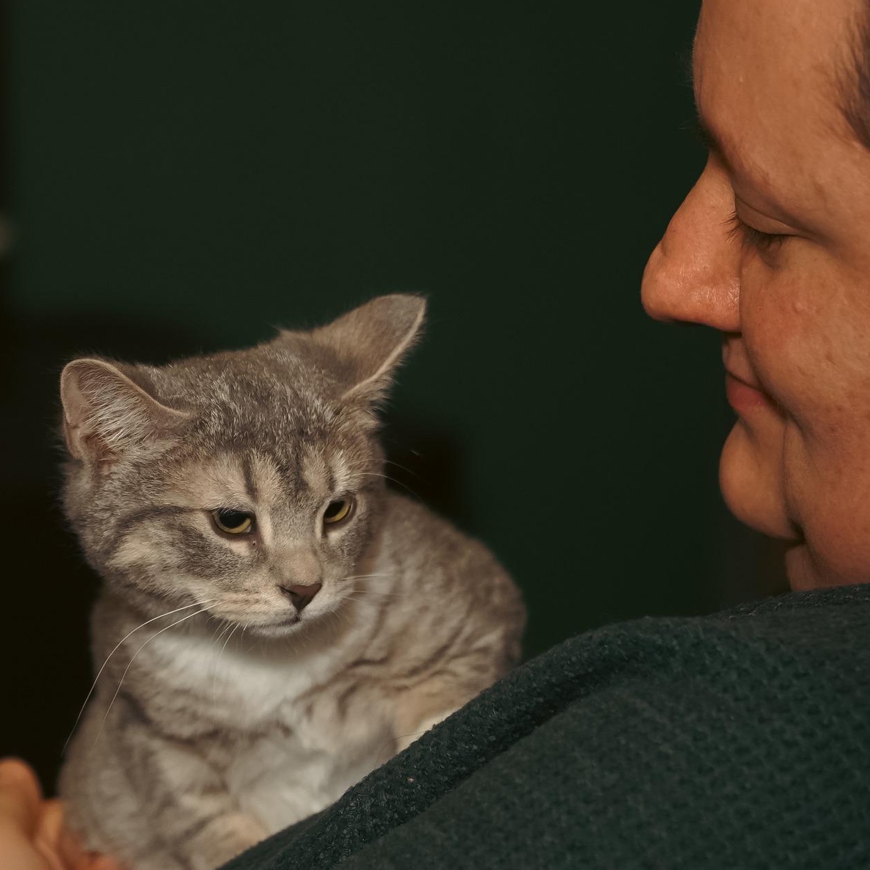 Pegasus, an adopted Domestic Short Hair in Milwaukee, WI image 5/5