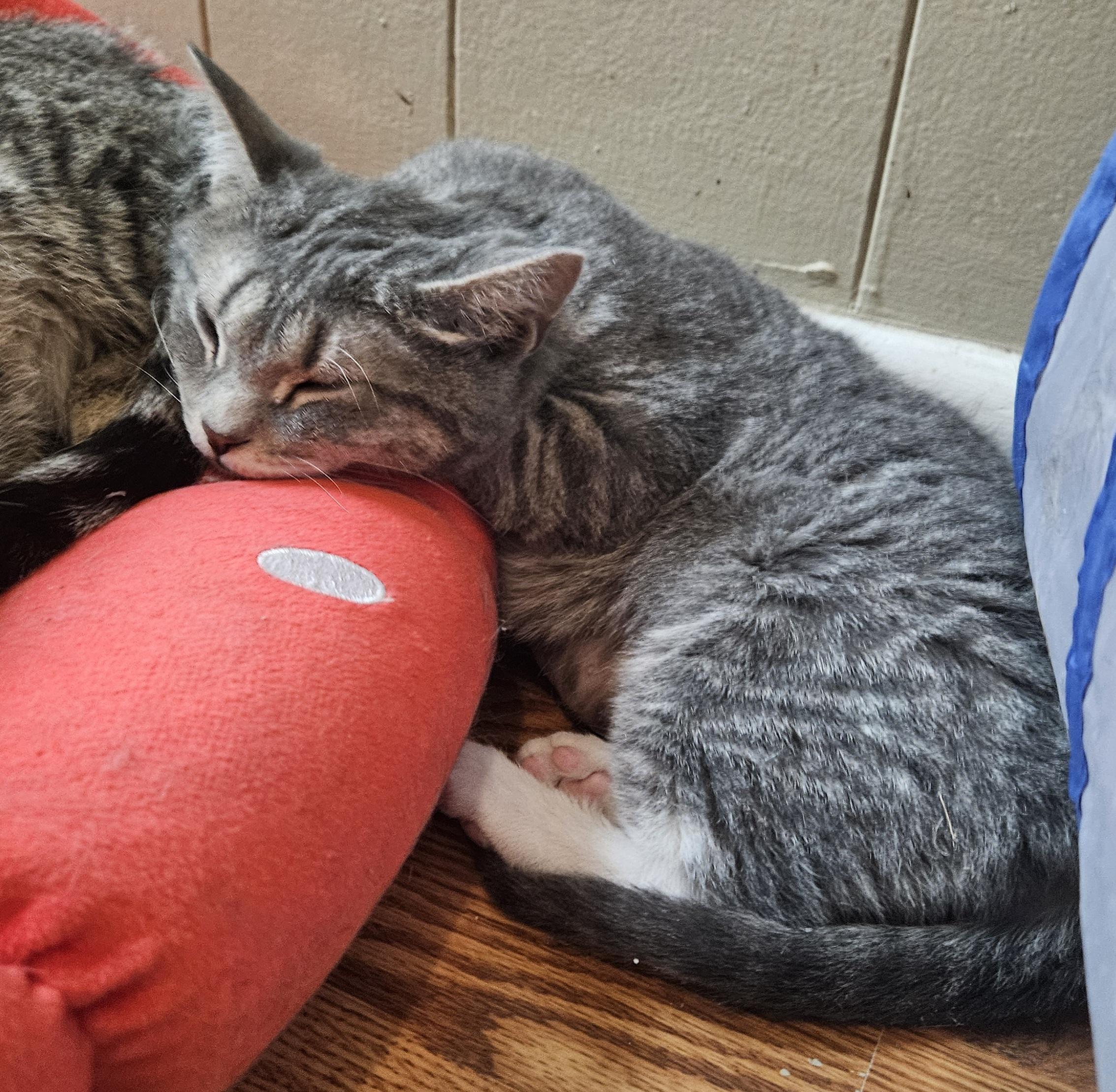 Pegasus, an adopted Domestic Short Hair in Milwaukee, WI image 4/5