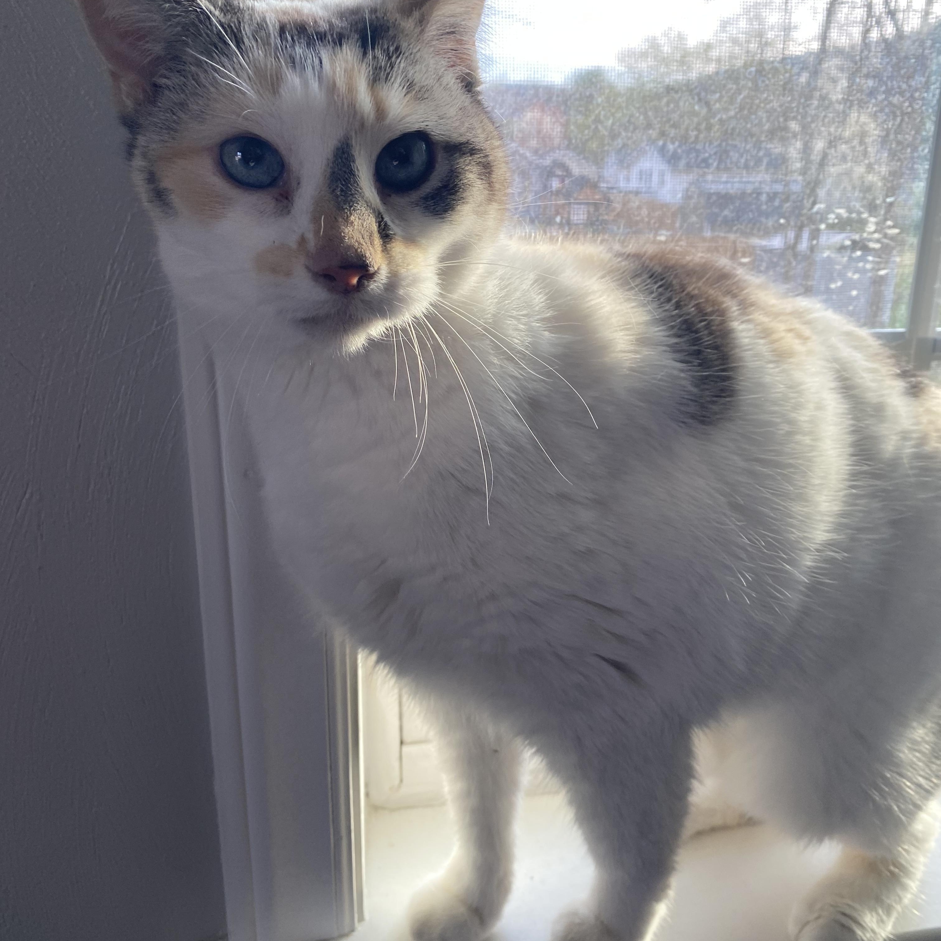 Enlarge Gemma, a Adopted Domestic Short Hair in Roanoke, VA image 2/4