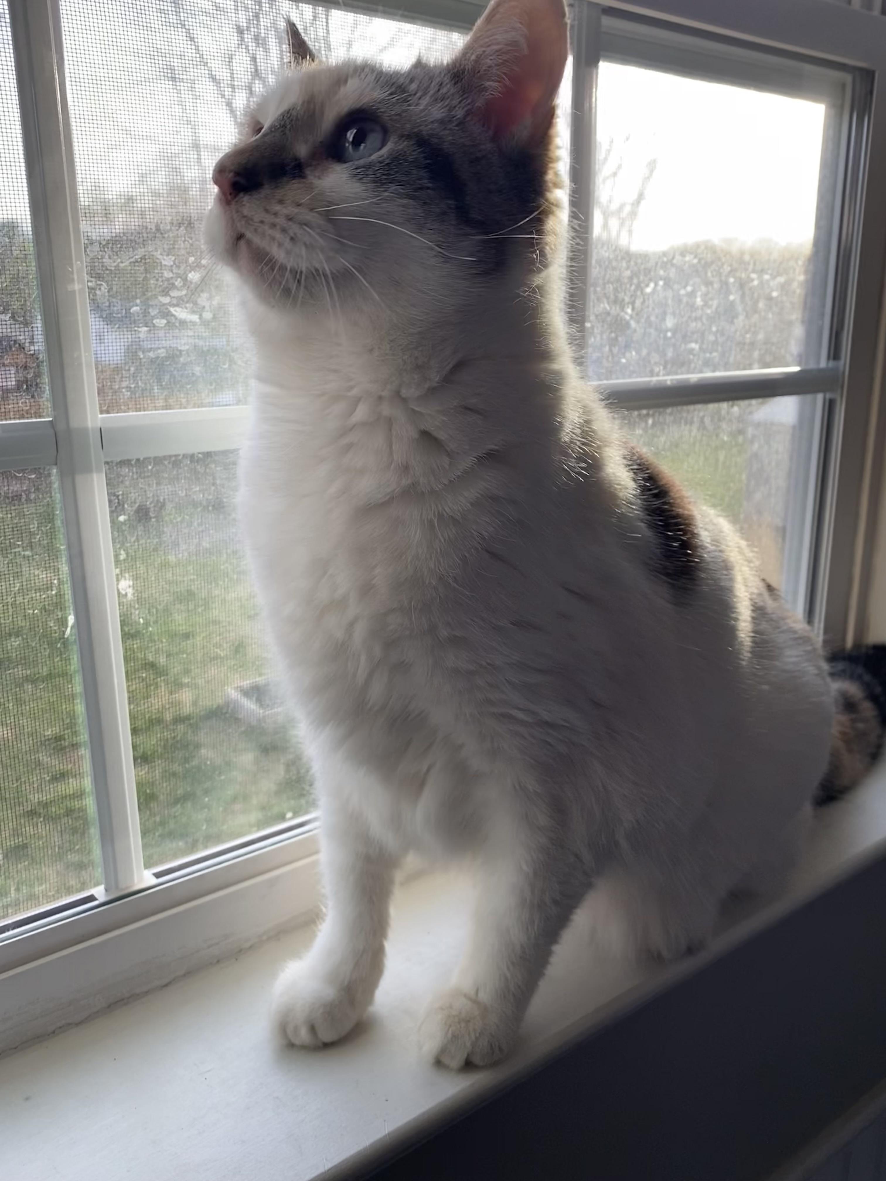 Enlarge Gemma, a Adopted Domestic Short Hair in Roanoke, VA image 4/4