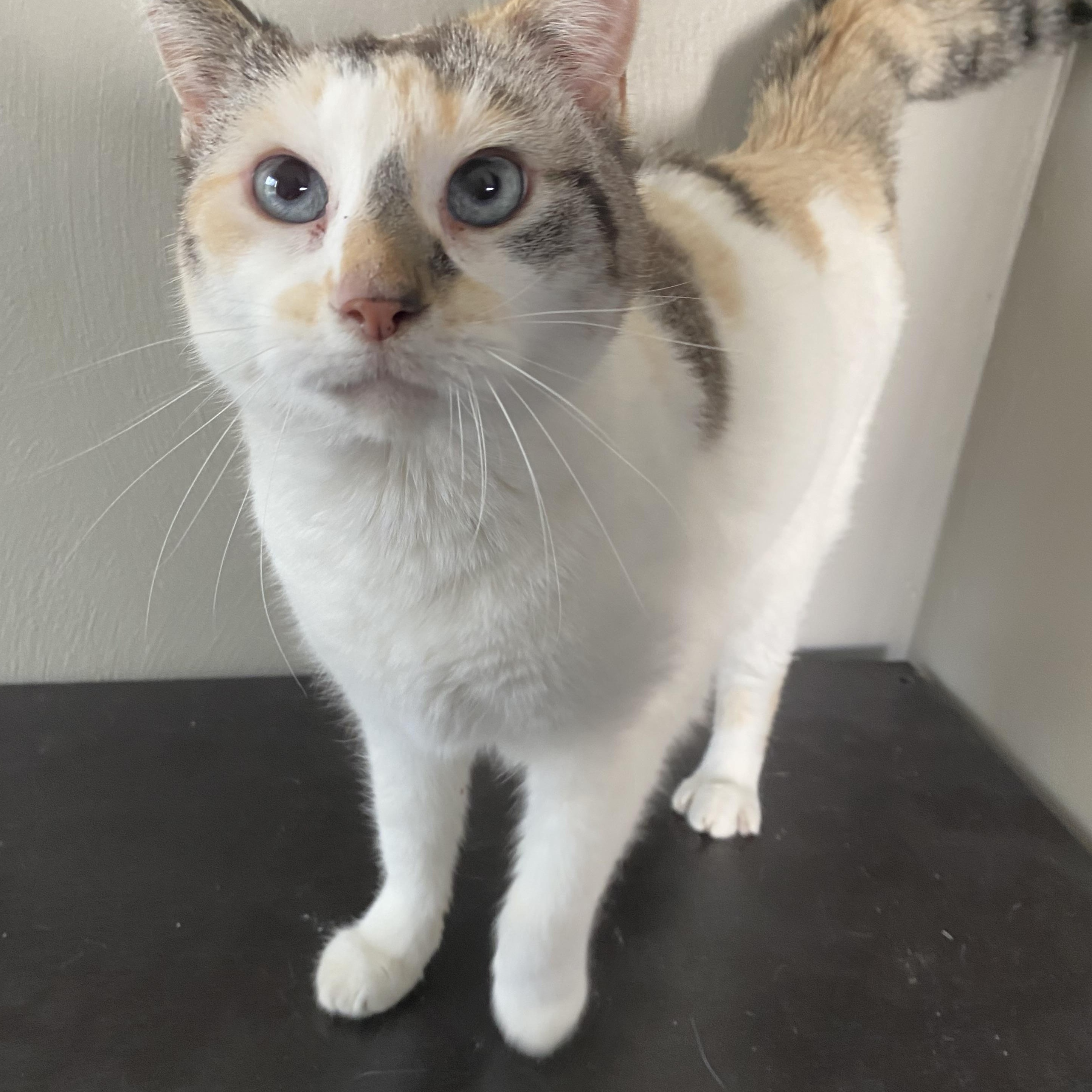 Enlarge Gemma, a Adopted Domestic Short Hair in Roanoke, VA image 1/4