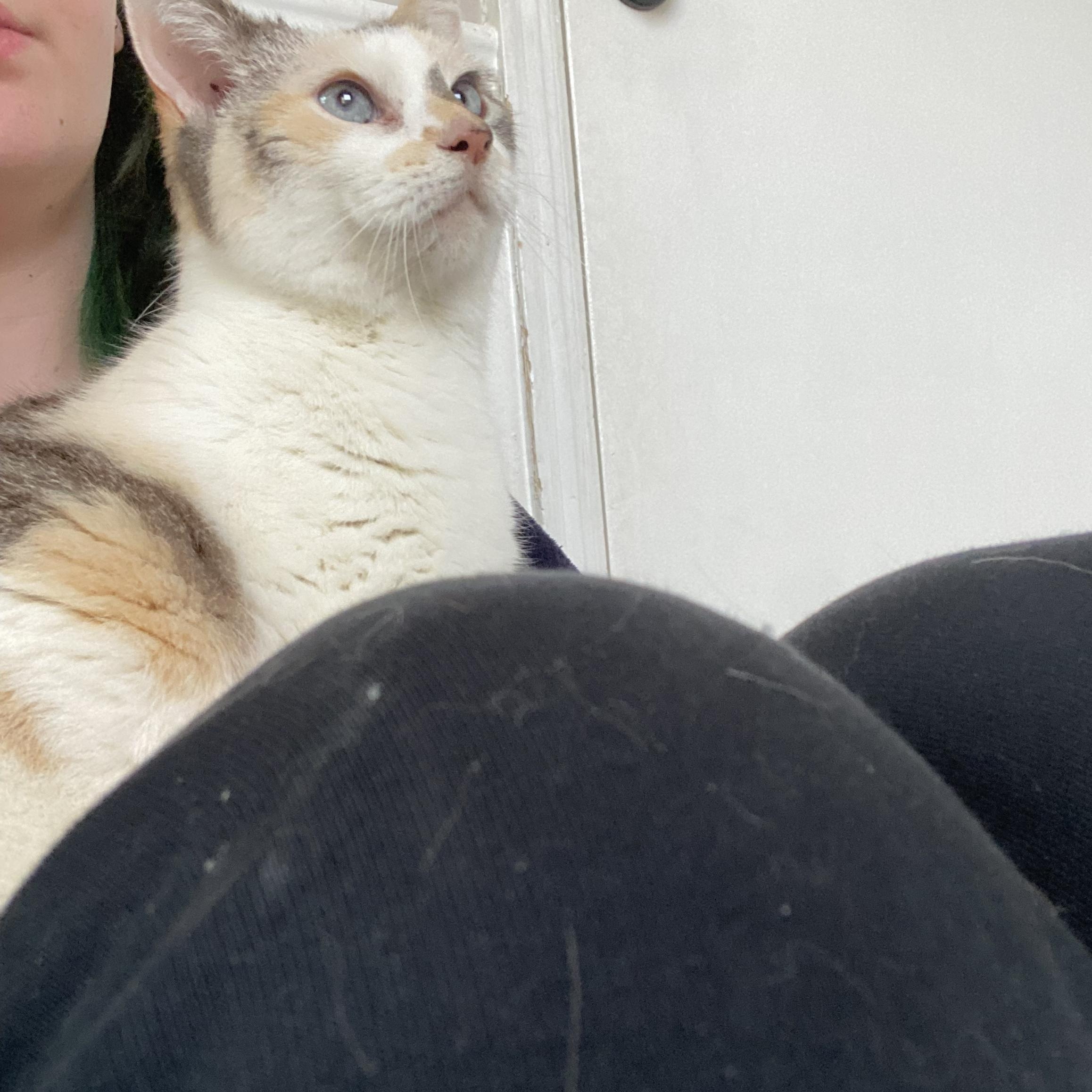 Enlarge Gemma, a Adopted Domestic Short Hair in Roanoke, VA image 3/4