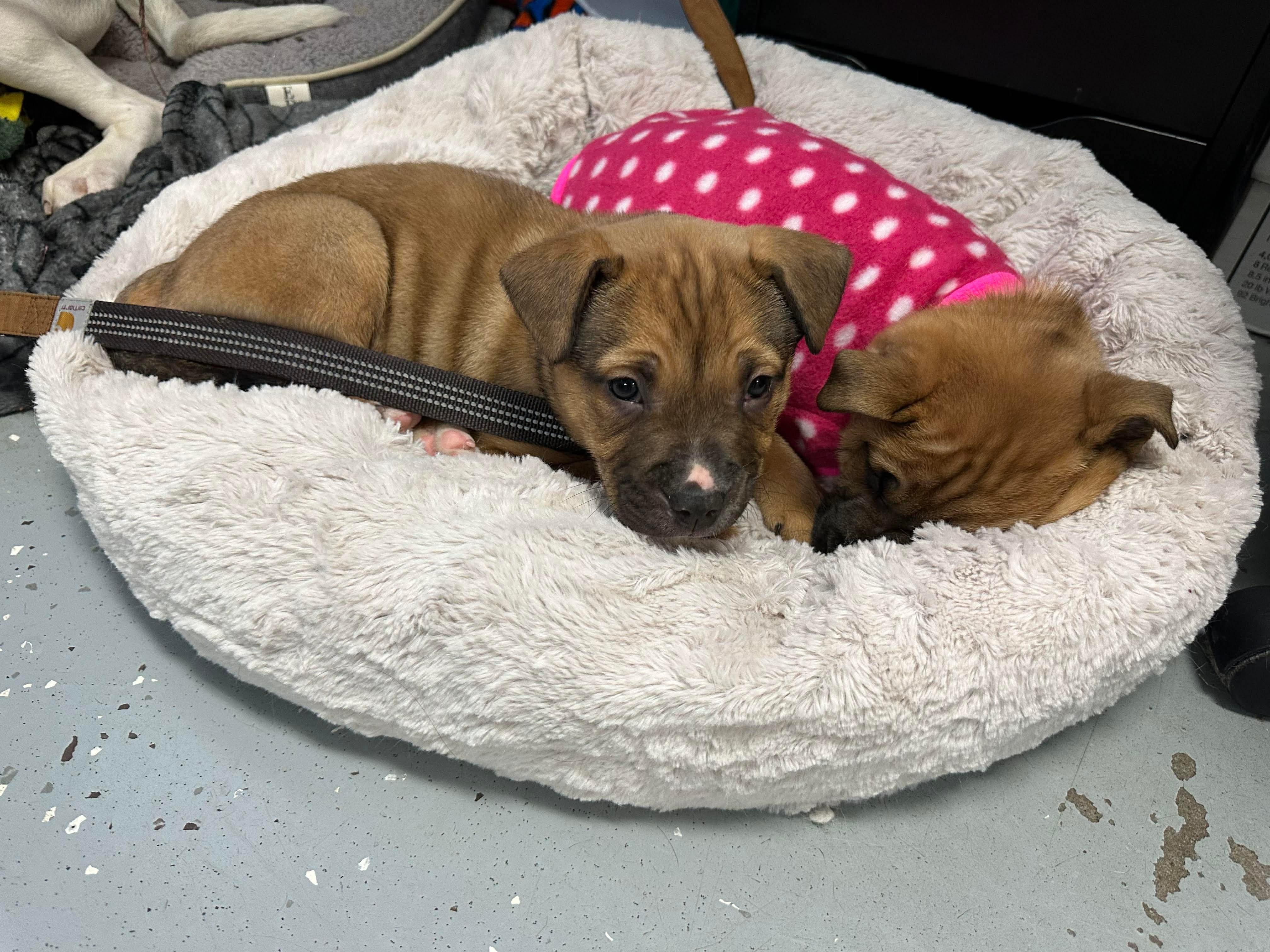 Clyde , an adopted mixed breed in Pleasant Ridge, MI image 3/3