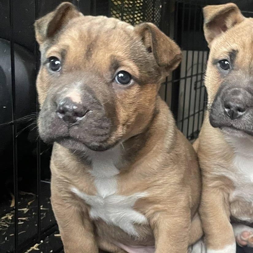 Clyde , adopted, Puppy Male German Shepherd Dog & Pit Bull Terrier.