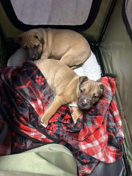 Clyde , an adopted mixed breed in Pleasant Ridge, MI image 2/3