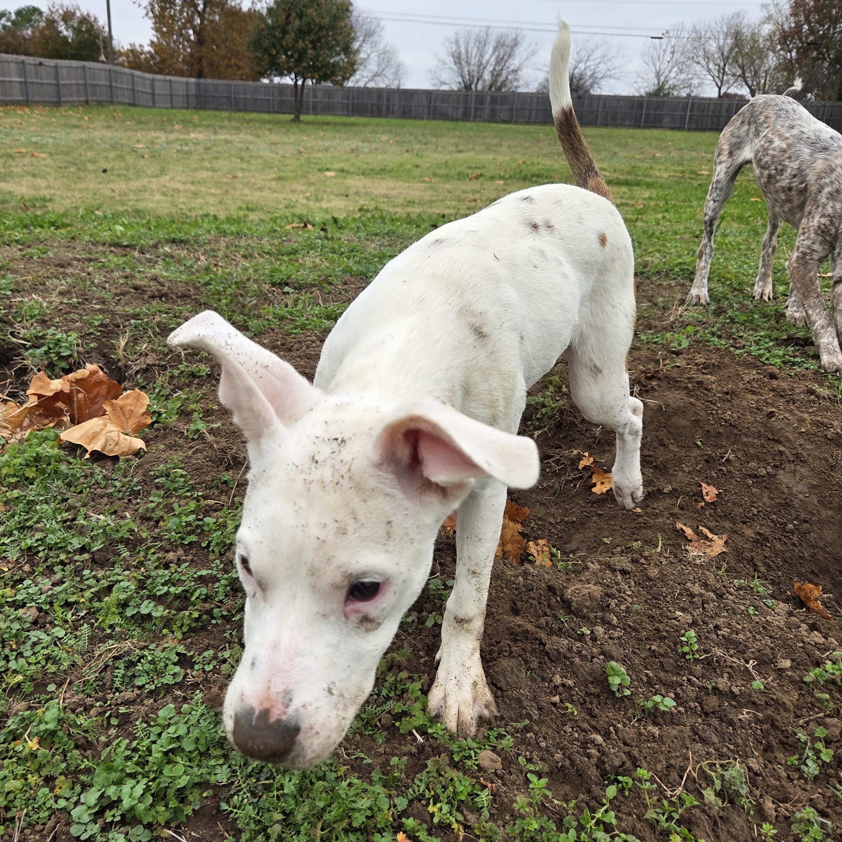 Luna, Adoptable, Young Female Australian Cattle Dog / Blue Heeler & Pit Bull Terrier.