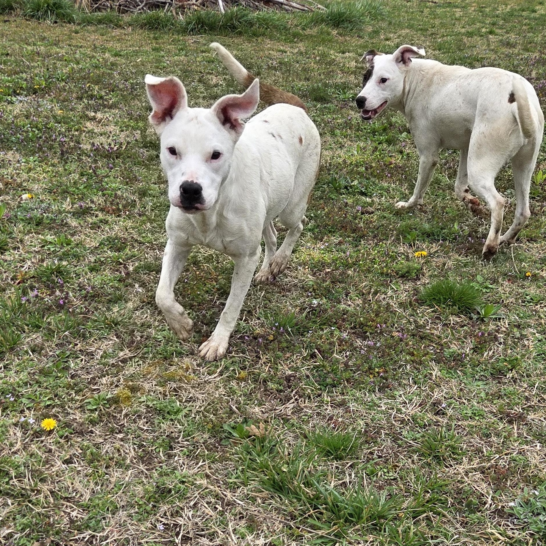 Enlarge Luna, a Adoptable mixed breed in Owasso, OK image 2/6