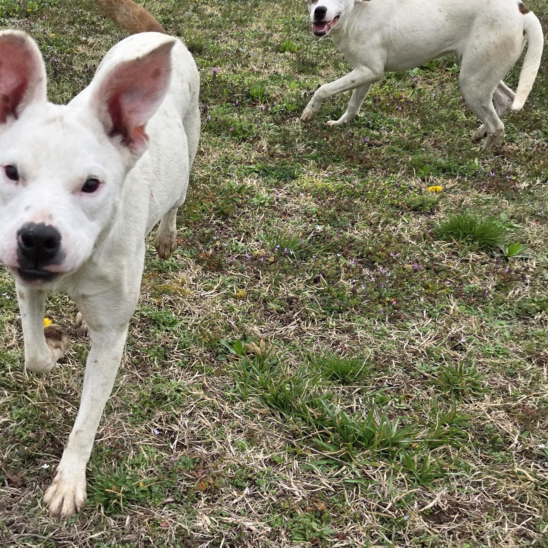 Enlarge Luna, a Adoptable mixed breed in Owasso, OK image 3/6