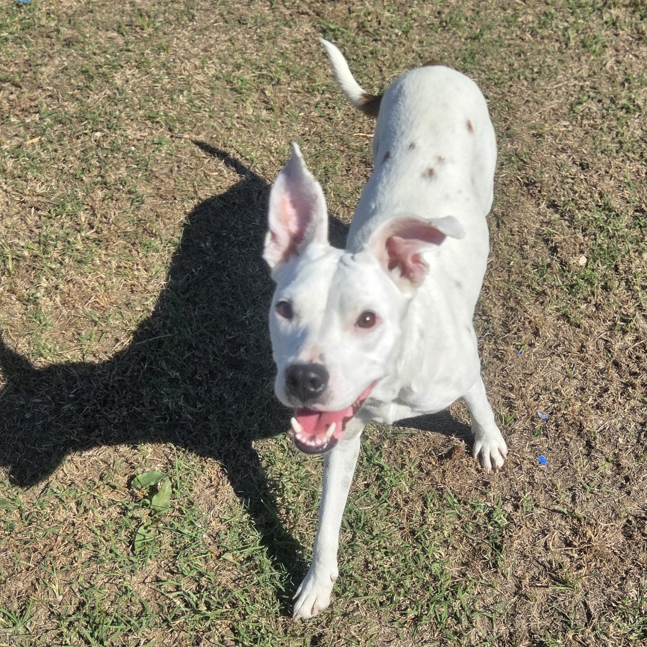 Enlarge Luna, a Adoptable mixed breed in Owasso, OK image 1/6