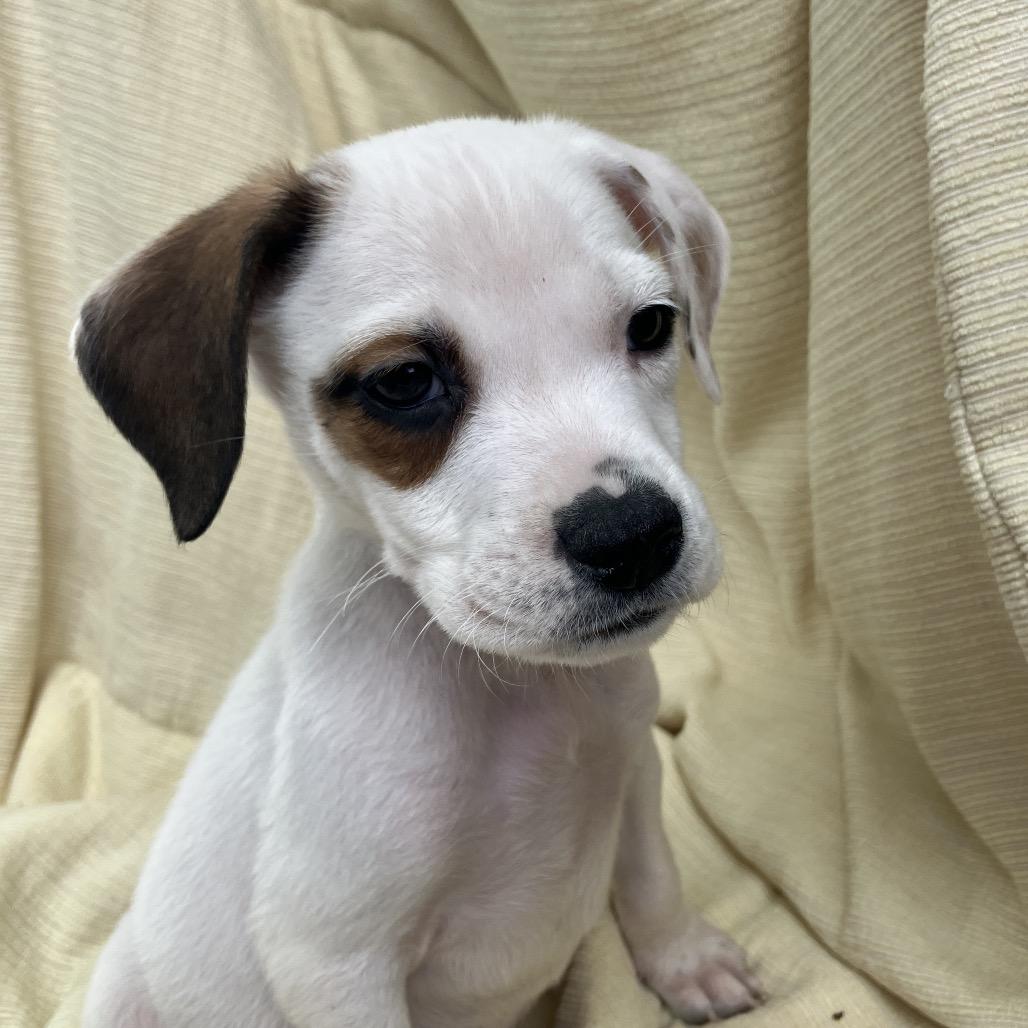 Enlarge Gary in Maintenance, a Adoptable Mixed Breed in Pulaski, TN image 1/4