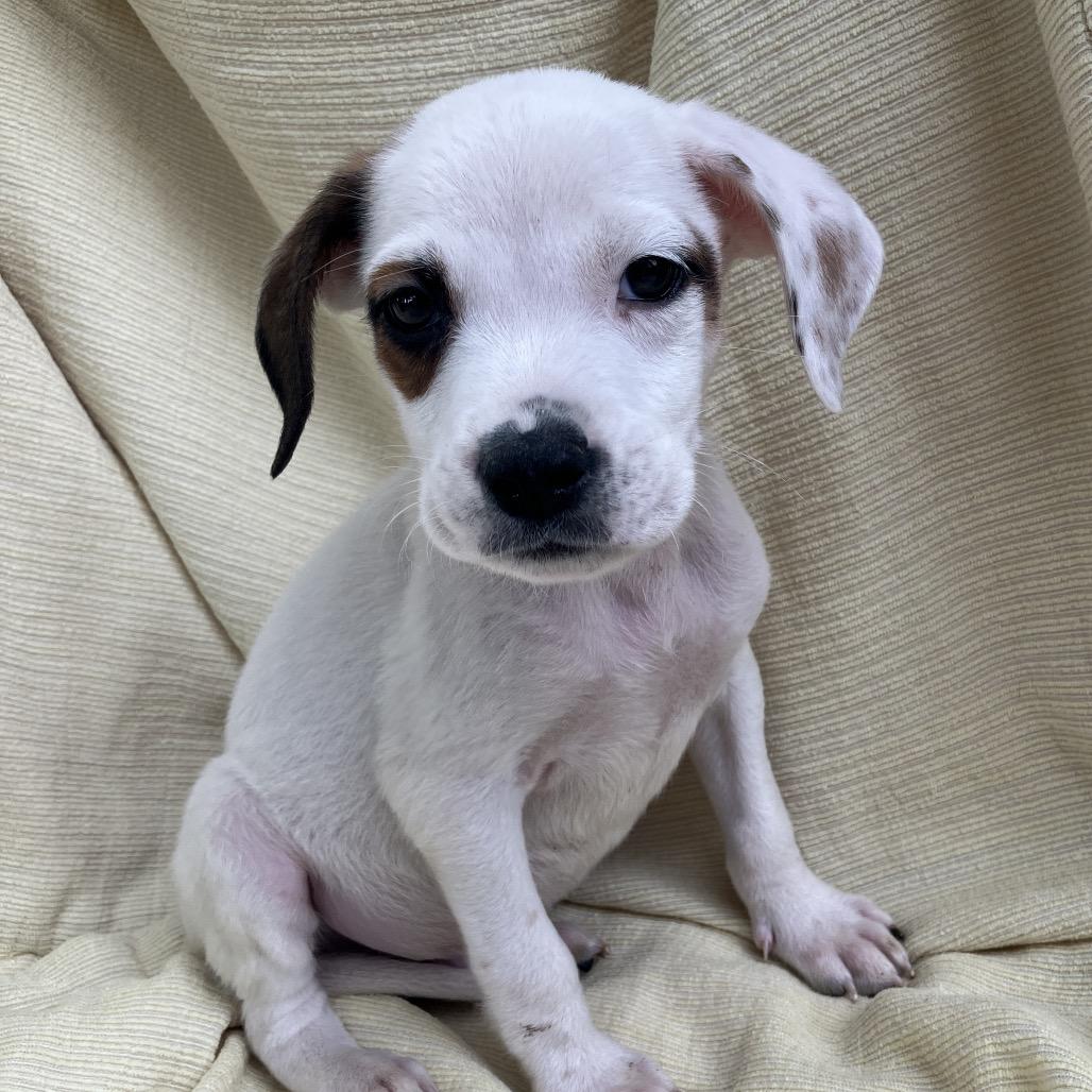 Enlarge Gary in Maintenance, a Adoptable Mixed Breed in Pulaski, TN image 4/4