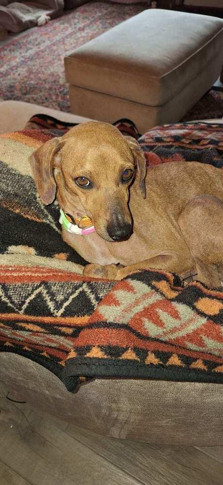 Gretchen aka GiGi, Adoptable, Adult Female Italian Greyhound.