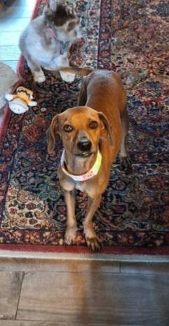 Gretchen aka GiGi, a Adoptable mixed breed in Cortez, CO image 2/6