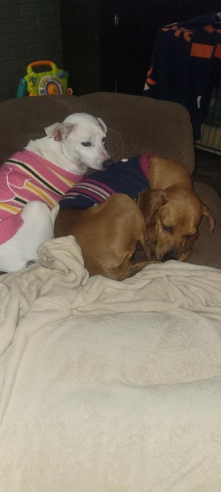 Gretchen aka GiGi, a Adoptable mixed breed in Cortez, CO image 3/6