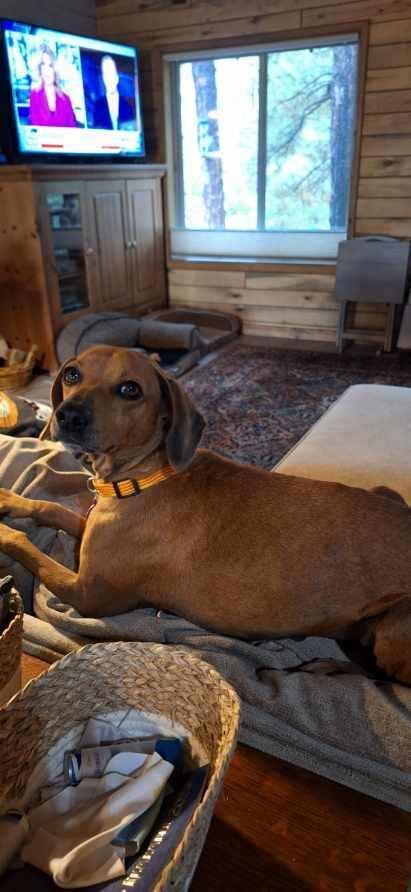 Gretchen aka GiGi, a Adoptable mixed breed in Cortez, CO image 4/6
