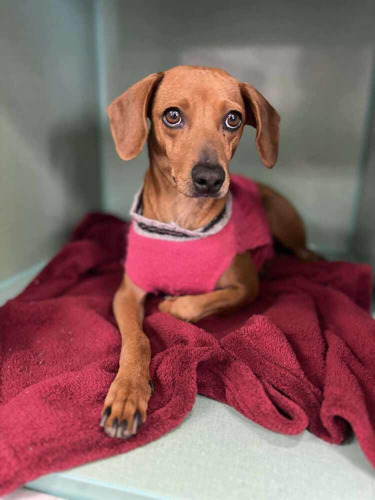 Enlarge Gretchen, a Adoptable mixed breed in Cortez, CO image 3/6