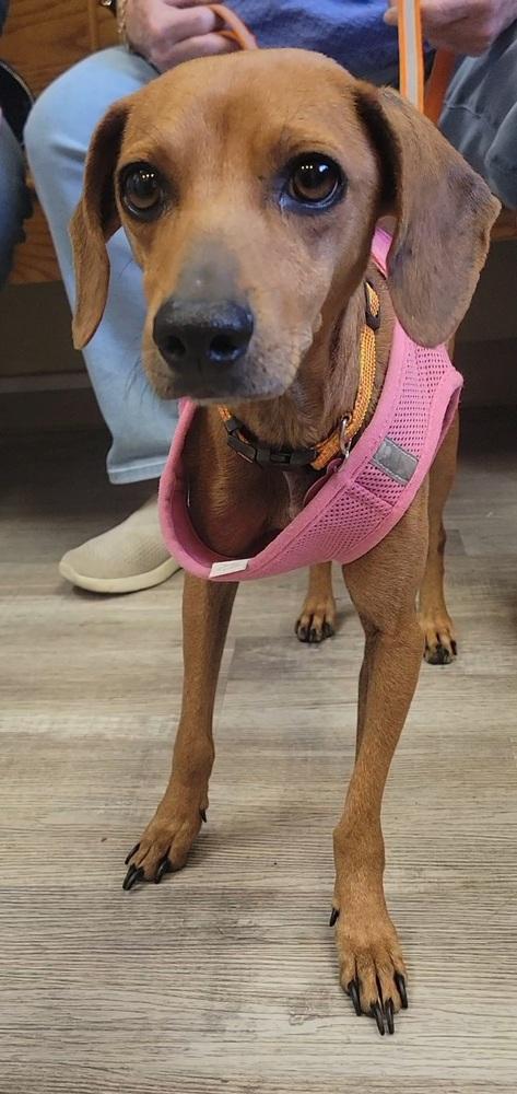 Gretchen aka GiGi, a Adoptable mixed breed in Cortez, CO image 5/6