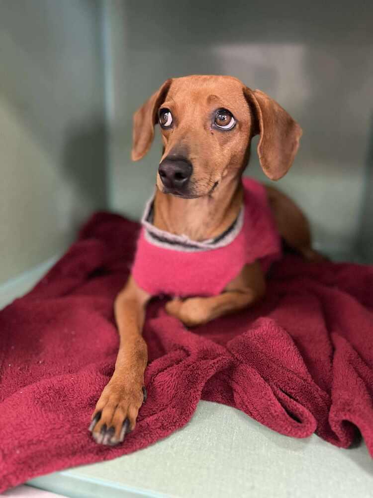 Enlarge Gretchen, a Adoptable mixed breed in Cortez, CO image 5/6