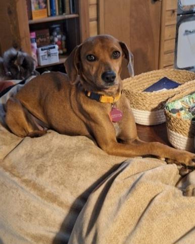 Gretchen aka GiGi, a Adoptable mixed breed in Cortez, CO image 6/6