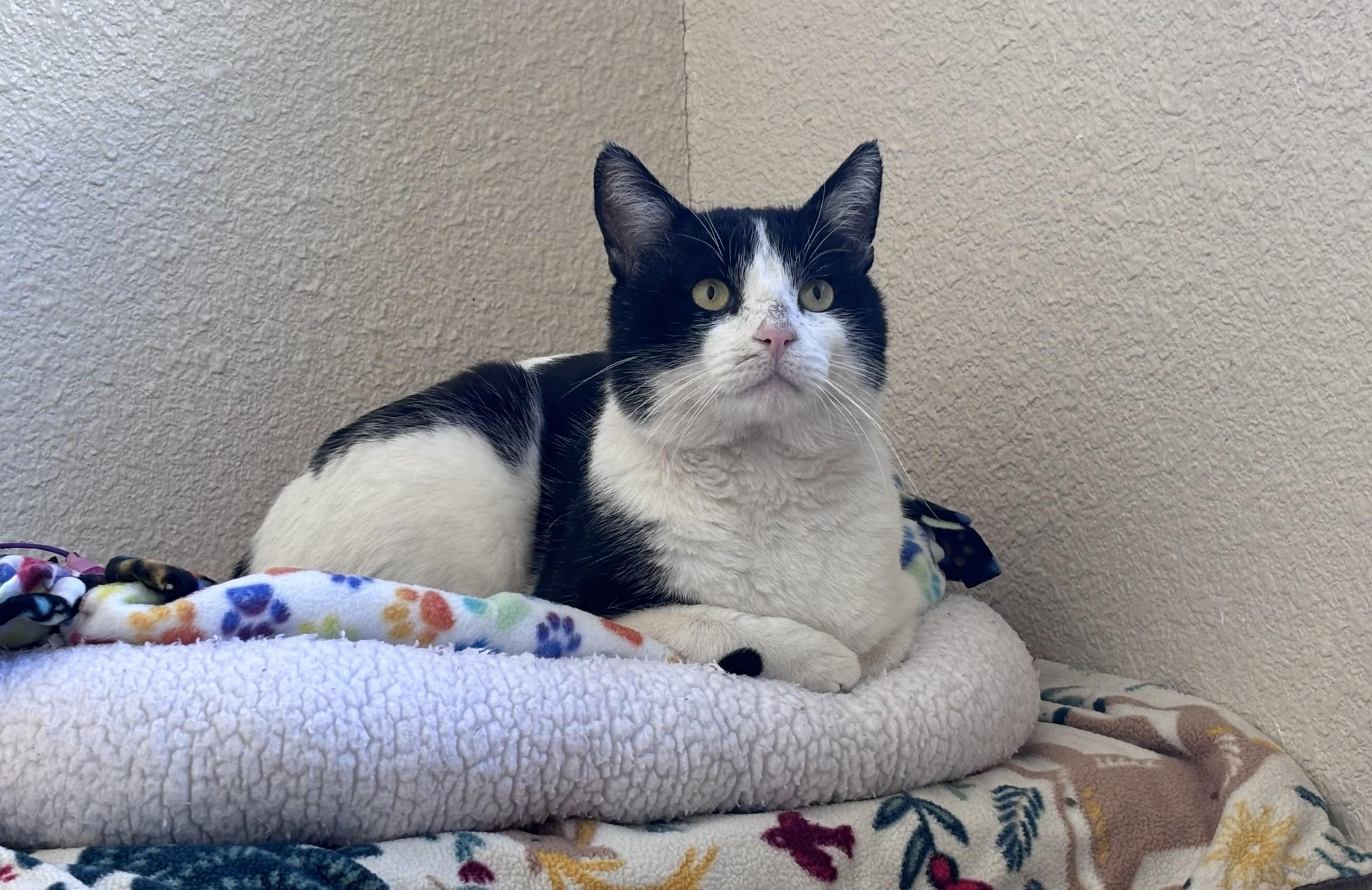 Enlarge Pinto, a ADOPTABLE Domestic Short Hair in Mission Viejo, CA image 1/1