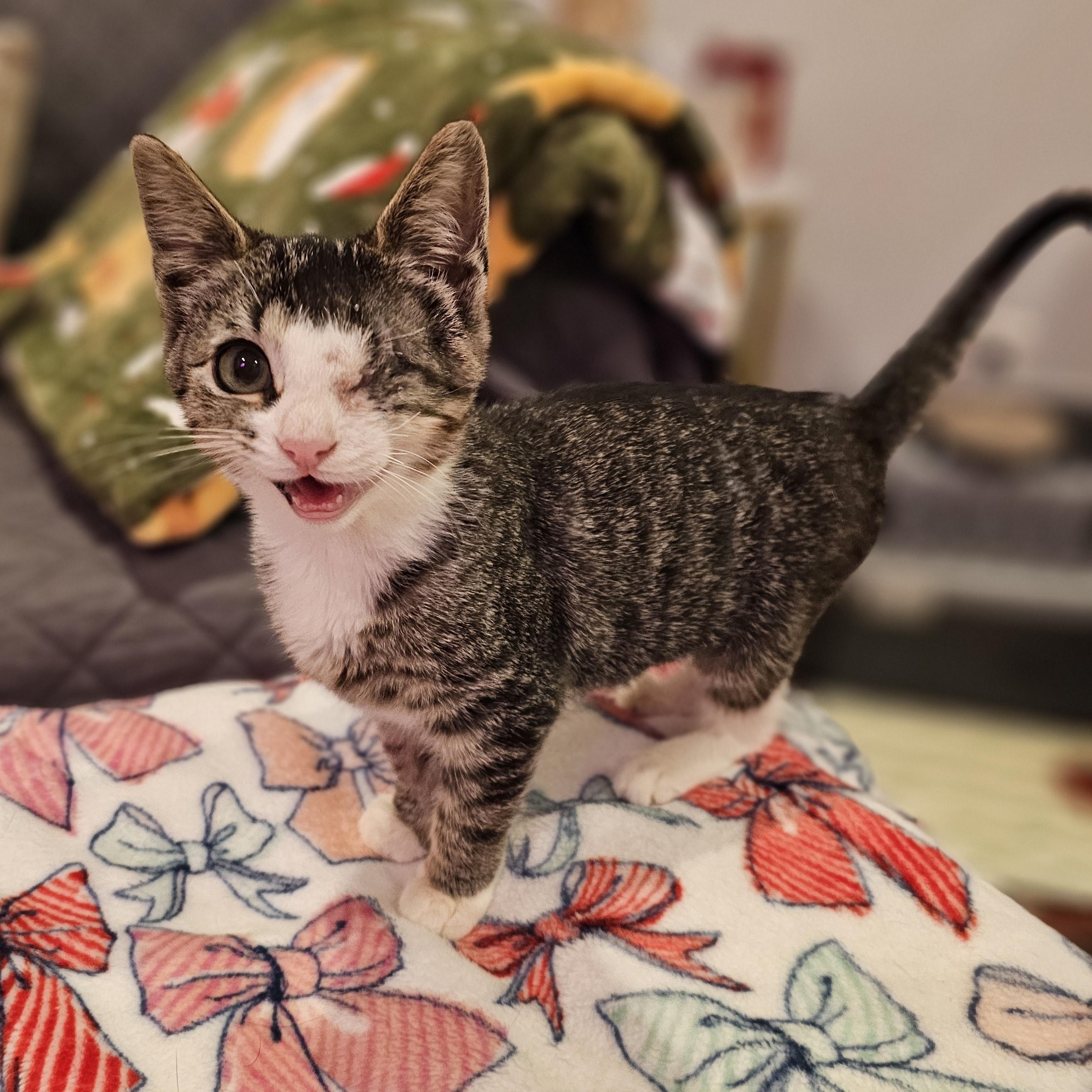 Grasshopper, ADOPTABLE, Kitten Female Domestic Short Hair.