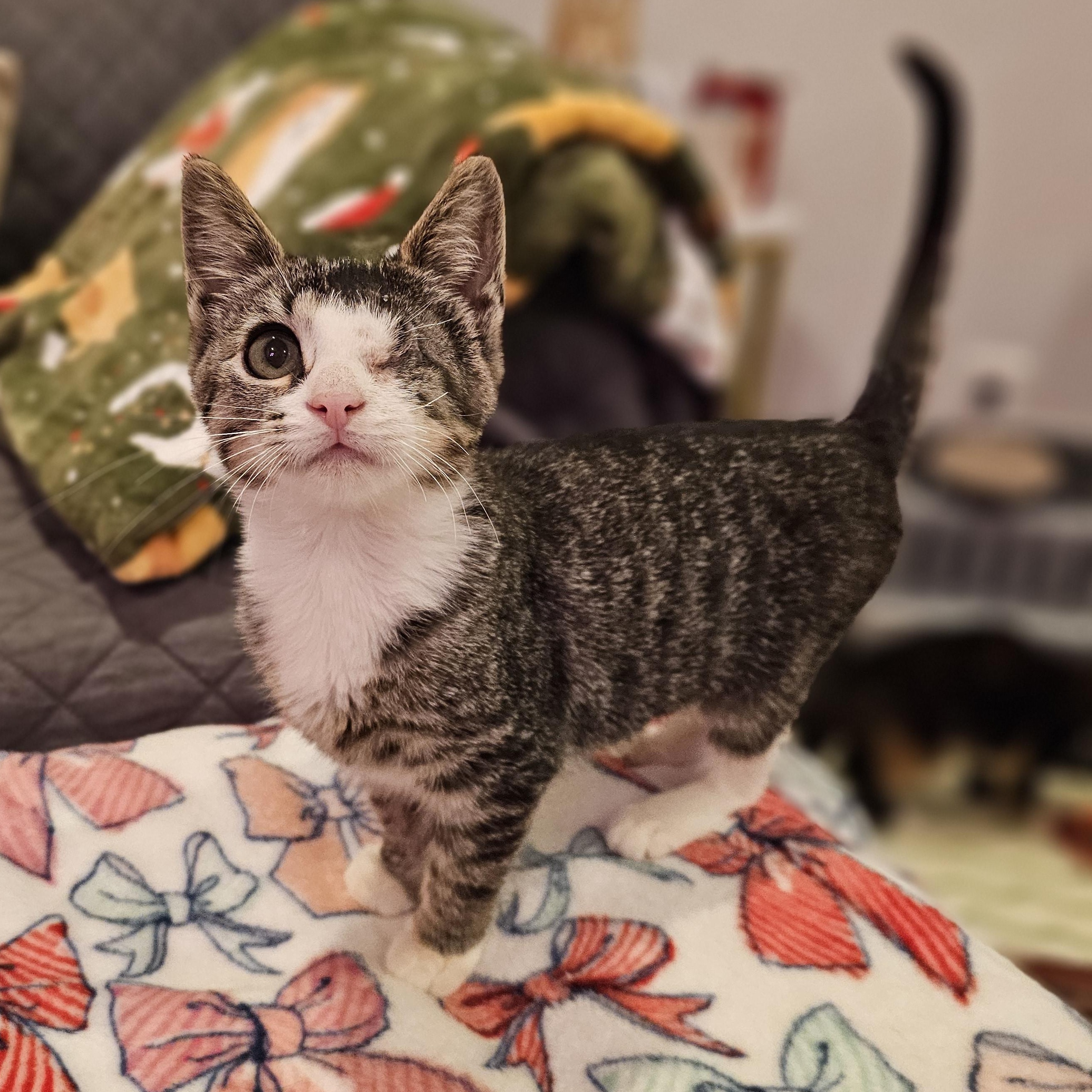 Enlarge Grasshopper, a ADOPTABLE Domestic Short Hair in Philadelphia, PA image 2/3