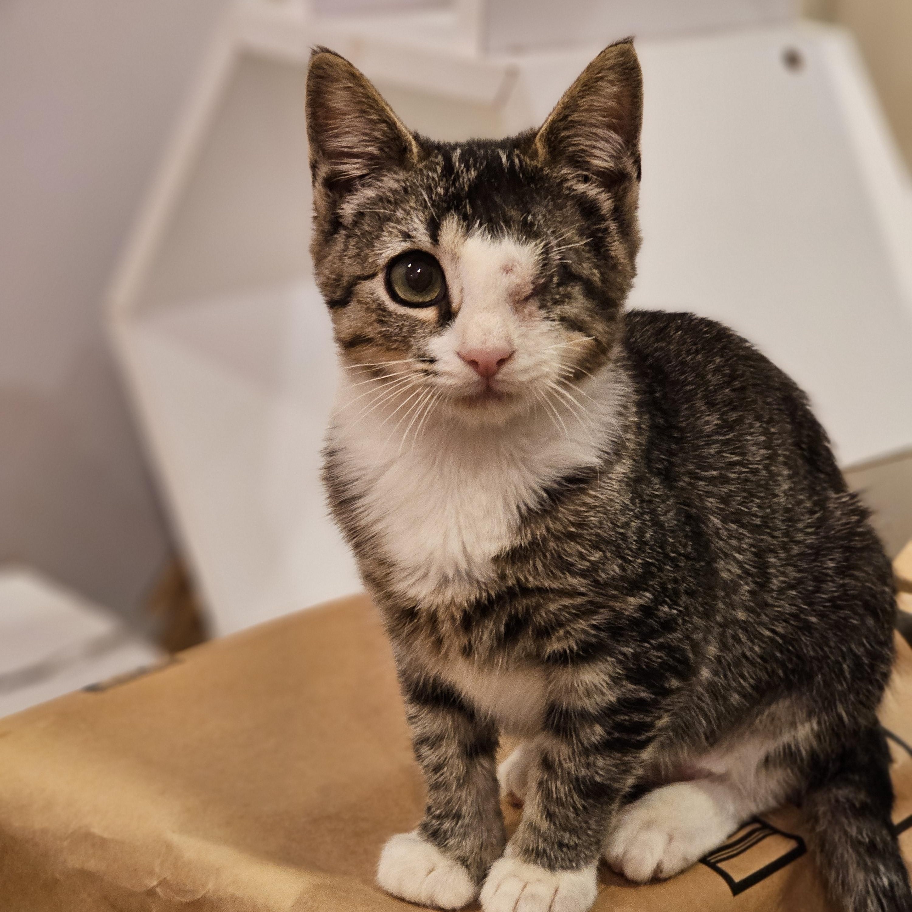 Enlarge Grasshopper, a ADOPTABLE Domestic Short Hair in Philadelphia, PA image 3/3