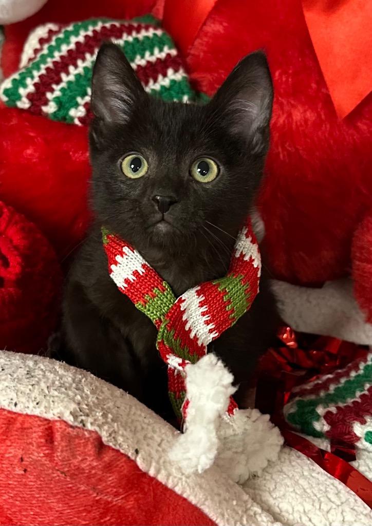 Enlarge 10/24/25 Charon, a Adoptable mixed breed in Stillwater, OK image 1/2