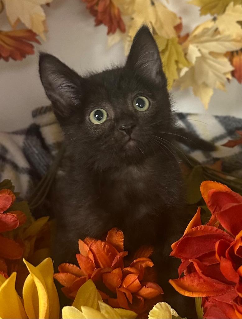 10/24/25 Charon, Adoptable, Kitten Male Domestic Short Hair.