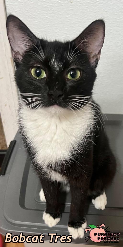 Bobcat Tres, Adoptable, Kitten Female Domestic Short Hair.