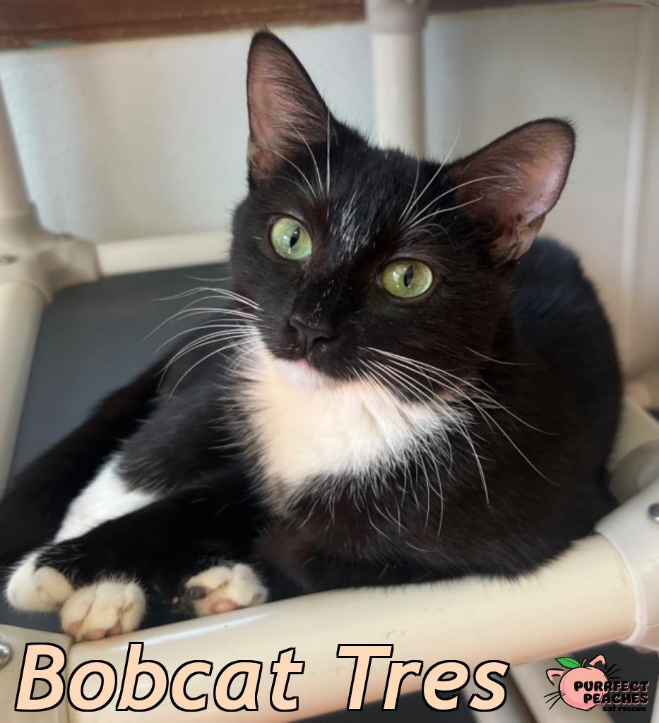 Enlarge Bobcat Tres, a Adoptable mixed breed in Douglasville, GA image 2/6