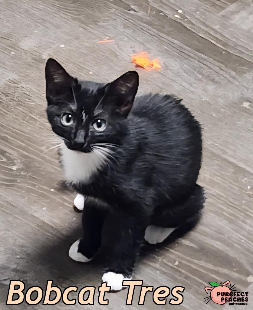 Enlarge Bobcat Tres, a Adoptable mixed breed in Douglasville, GA image 3/6