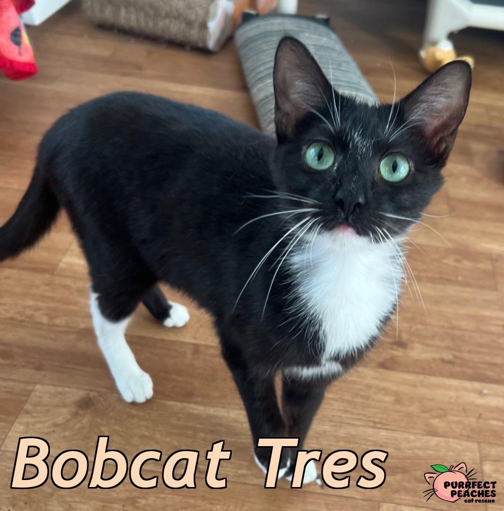 Enlarge Bobcat Tres, a Adoptable mixed breed in Douglasville, GA image 4/6