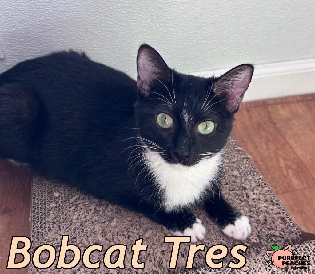 Enlarge Bobcat Tres, a Adoptable mixed breed in Douglasville, GA image 5/6