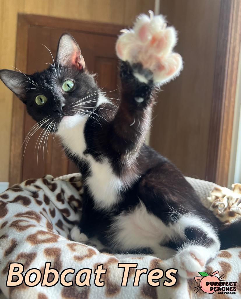Enlarge Bobcat Tres, a Adoptable mixed breed in Douglasville, GA image 6/6