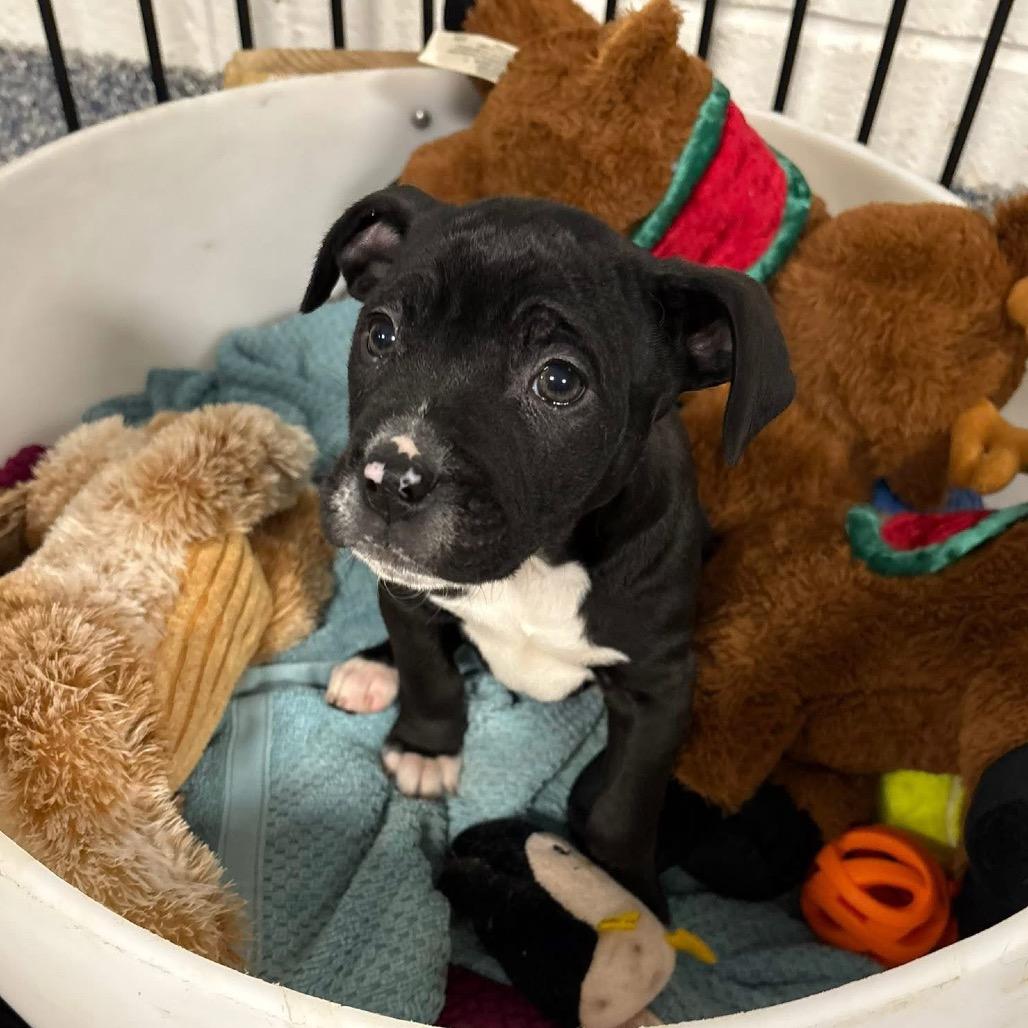 Cosmo, Adoptable, Puppy Male Mixed Breed.