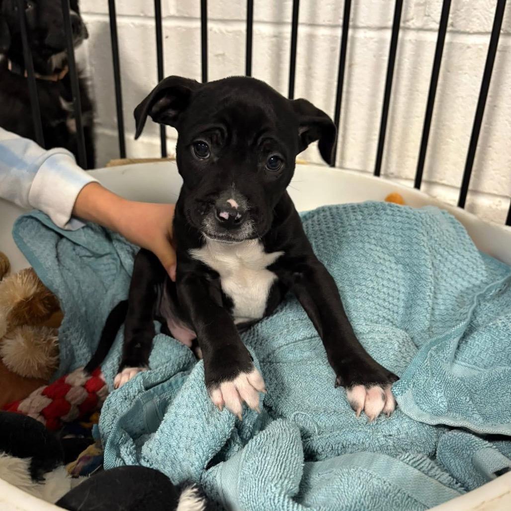 Enlarge Cosmo, a Adoptable Mixed Breed in Fredericksburg, VA image 2/2