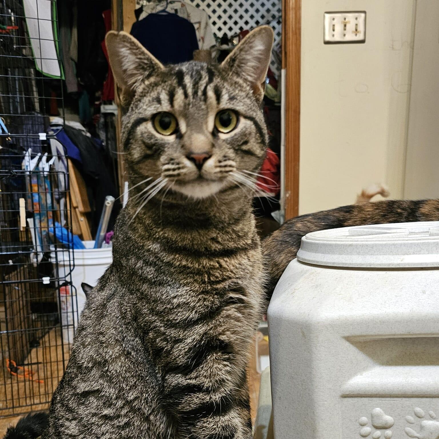 Buckwheat, adopted, Young Male Tabby.