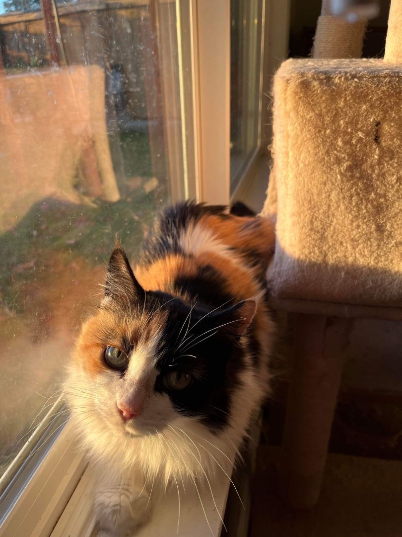 Wonder, a Adopted mixed breed in Carlsbad, CA image 1/7