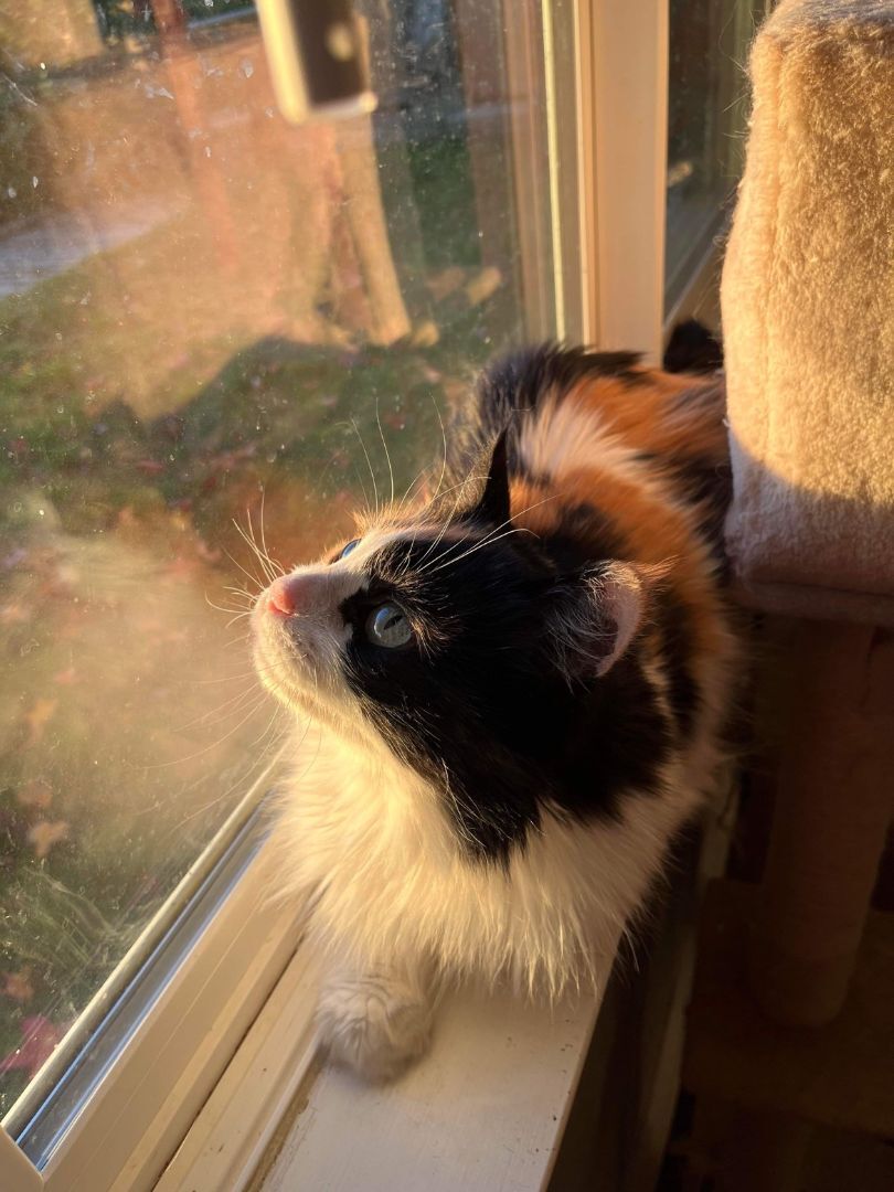 Wonder, a Adopted mixed breed in Carlsbad, CA image 3/7