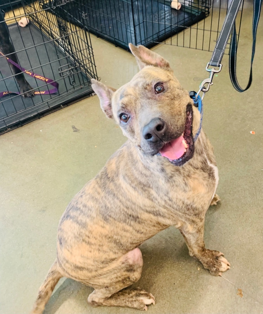 Baxter, Adoptable, Adult Male American Staffordshire Terrier.