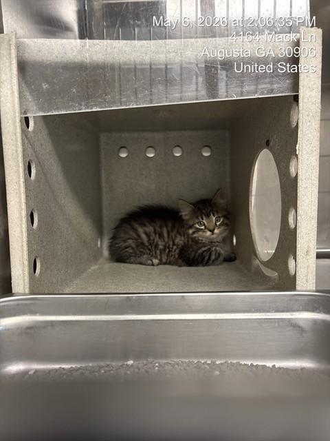 FORK, Adoptable, Kitten Male Domestic Long Hair.