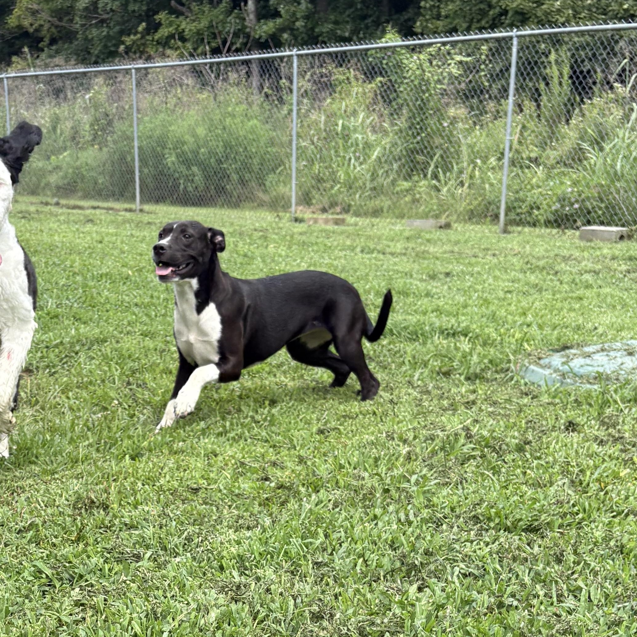 Enlarge Petra, a ADOPTABLE mixed breed in Bardstown, KY image 4/4