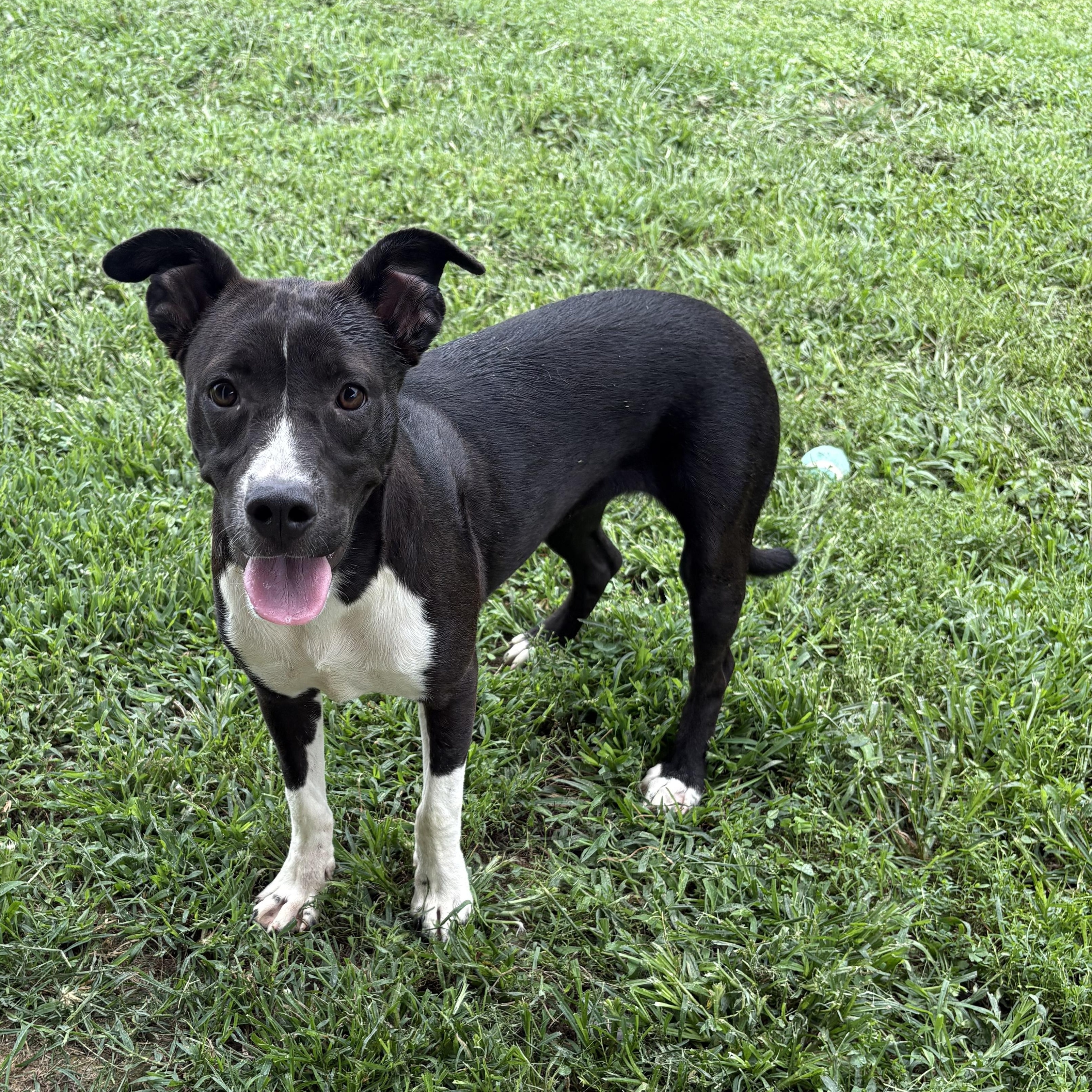 Petra, ADOPTABLE, Puppy Female Coonhound & American Staffordshire Terrier.