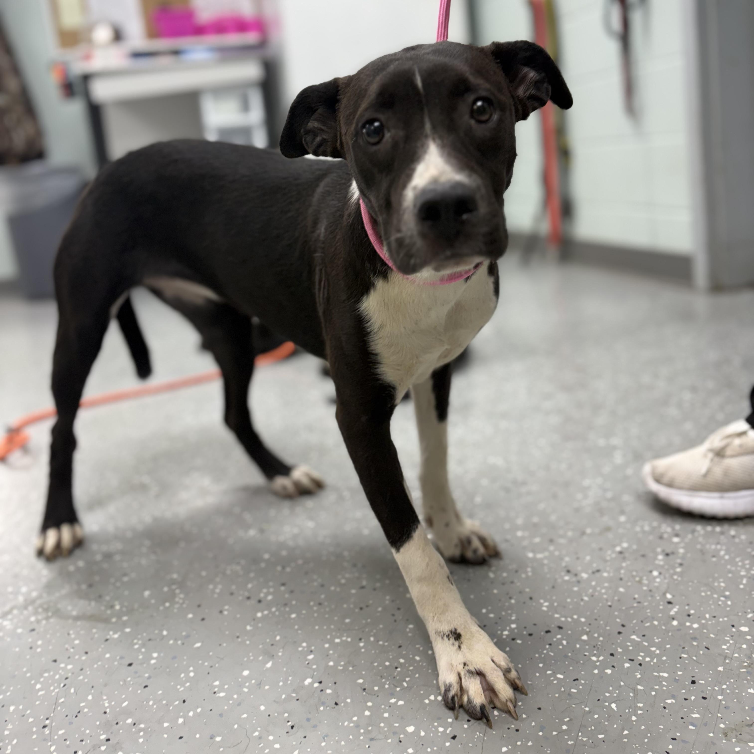 Enlarge Petra, a ADOPTABLE mixed breed in Bardstown, KY image 2/4