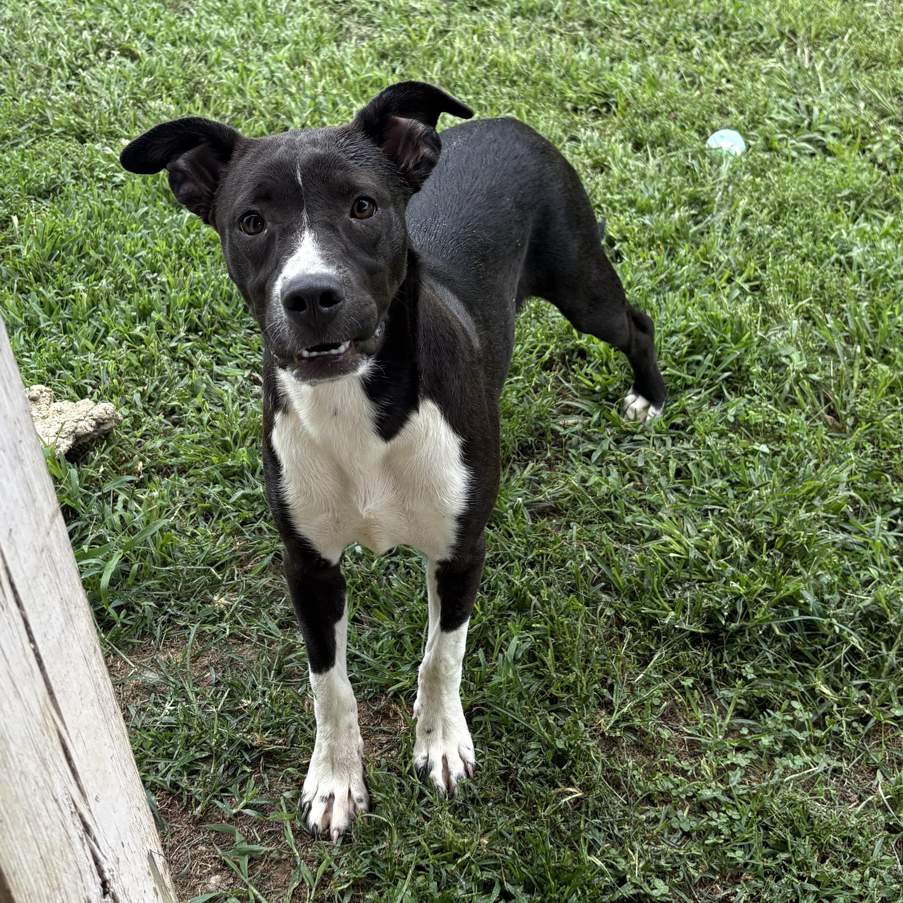 Enlarge Petra, a ADOPTABLE mixed breed in Bardstown, KY image 3/4
