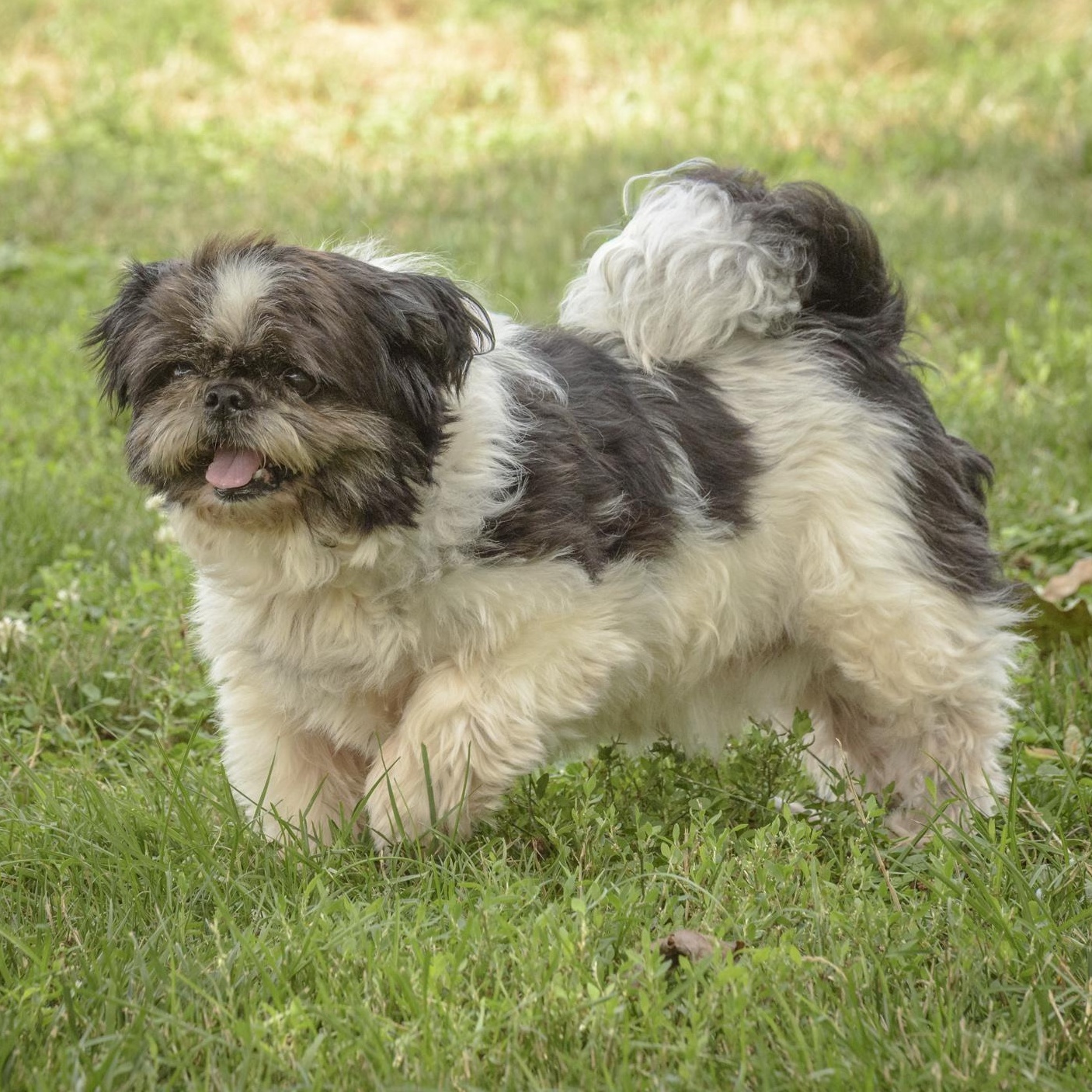 Enlarge Earl, a Adoptable Shih Tzu in Lambertville, NJ image 3/3