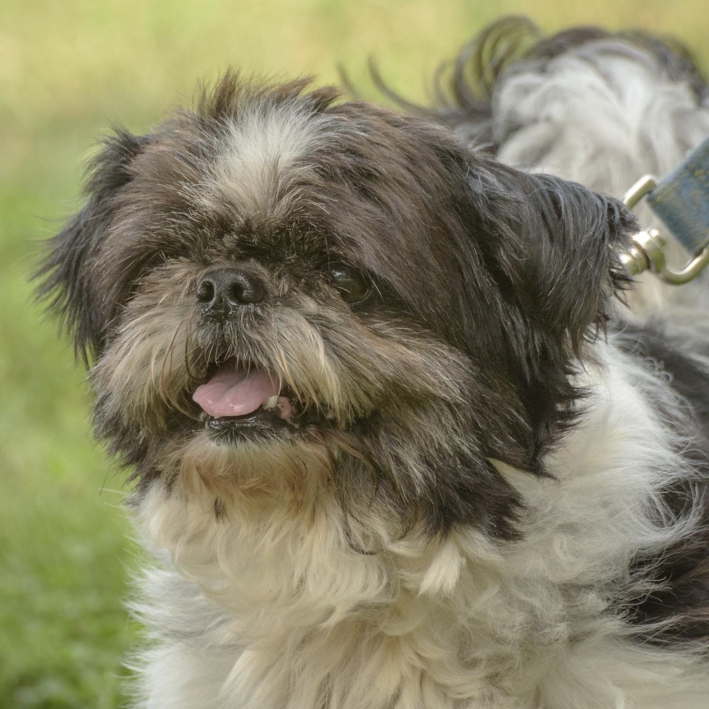 Enlarge Earl, a Adoptable Shih Tzu in Lambertville, NJ image 1/3