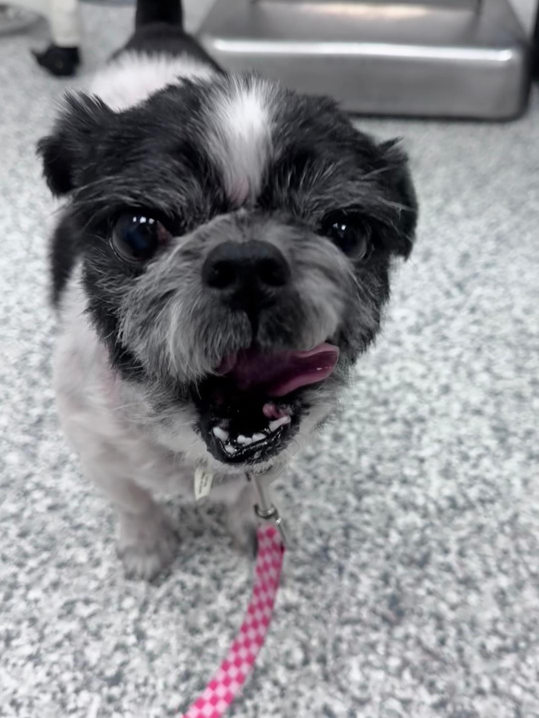 Earl — thumbnail 2